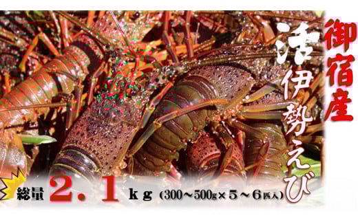 G104 活伊勢えび2.2kg(300~500g×5~6匹入)