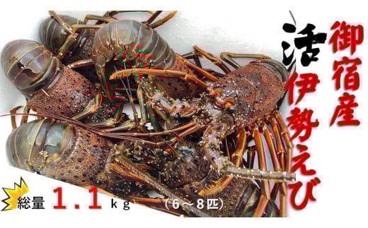 活伊勢えびA