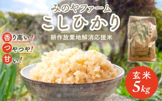 令和7年産新米 こしひかり 5kg(玄米) みのやファームの耕作放棄地解消応援米 【 コシヒカリ こしひかり おいしいお米 玄米 自然栽培 贈り物 ギフト 千葉県 御宿町 人気 おすすめ ランキング 】 ONJF006