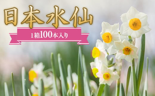 日本水仙(生花)1箱100本入り 花束 ギフト F22X-112