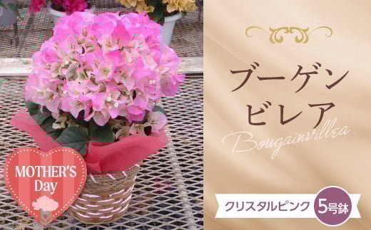 ≪先行予約≫【母の日】産地直送 石井園芸オリジナル ブーゲンビレア クリスタルピンク5号鉢（鉢横幅約15cm） メッセージカード付き 2026年5月7日から順次発送 花 フラワー 植物 記念日 誕生日 お祝い ギフト プレゼント ブーゲンビリア F22X-180