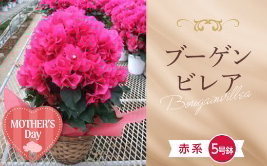 ≪先行予約≫【母の日】産地直送 ブーゲンビレア 赤系 5号鉢（鉢横幅約15cm） メッセージカード付き 2026年5月7日から順次発送 花 フラワー 植物 記念日 誕生日 お祝い ギフト プレゼント ブーゲンビリア F22X-181