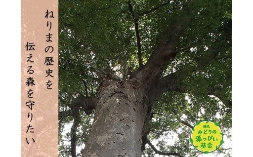練馬みどりの葉っぴい基金
早宮けやきの森コース（区民の森プロジェクト）