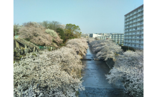 さくらde観光まちづくり