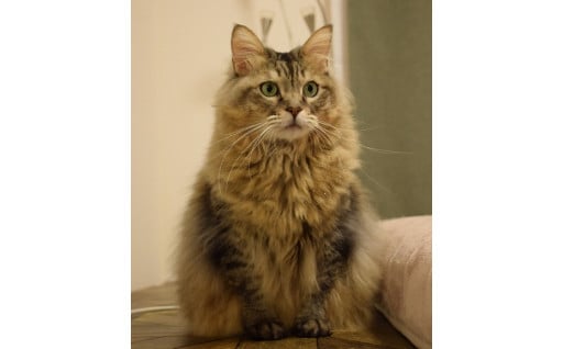 私の寄附で動物愛護！