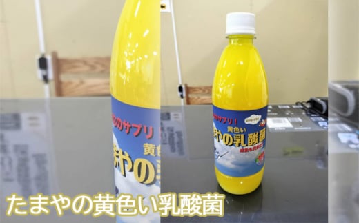No.097 たまやの黄色い乳酸菌 500ml / 液体エサ 冬用 ビタミンB群 東京都