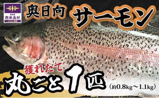 清らかな水と寒暖差の大きな山地の気候で大切に育てられた「奥日向サーモン」 魚 海鮮 サーモン 完全無投薬 刺身  刺身 人気 ふるさと 海鮮食品 魚介類 魚介 お正月 お歳暮 宮崎県 西米良村