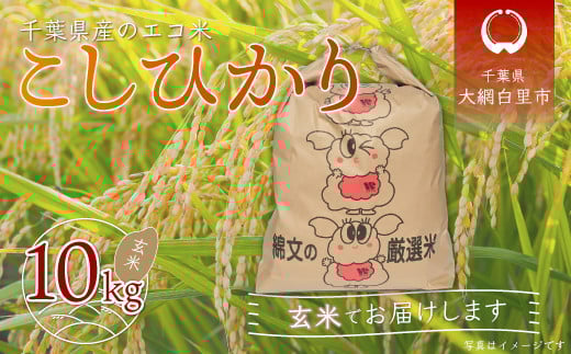 令和6年産 千葉県産エコ米「コシヒカリ」玄米10kg（10kg×1袋） ふるさと納税 玄米 10kg 千葉県産 大網白里市 コシヒカリ エコ米 米 こめ 送料無料