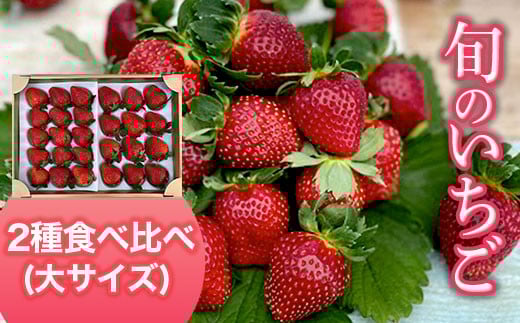 【2026年1月下旬発送開始】＜旬のいちご＞2種食べ比べ（大サイズ） ふるさと納税 いちご 苺 イチゴ 千葉 大網白里市 送料無料 AB004