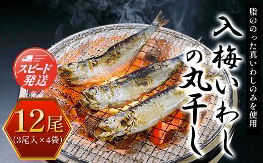 入梅いわしの丸干し 12尾（3尾入×4袋） ふるさと納税 いわし イワシ 鰯 魚 干物 乾物 魚介 千葉県 大網白里市 送料無料 AE001