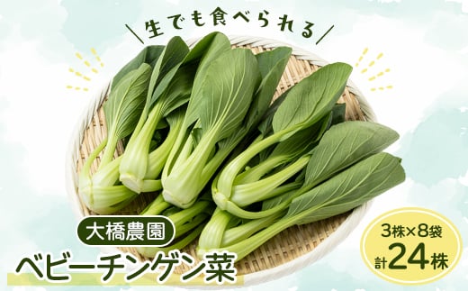 大橋農園のベビーチンゲン菜:3株入り×8袋【1366726】