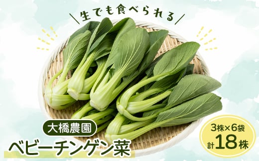 大橋農園のベビーチンゲン菜:3株入り×6袋【1364665】