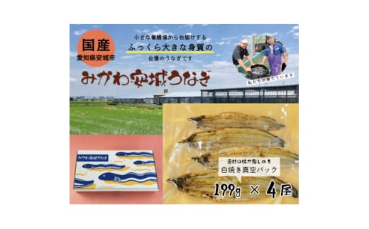 みかわ安城うなぎ　大きな白焼き　4尾【1631476】