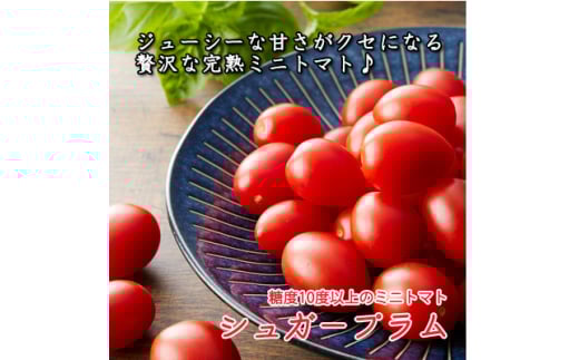 完熟ミニトマト シュガープラムギフト Cセット｜甘い プチトマト 野菜 フルーツ とまと ギフト プレゼント 贈答 お中元 お歳暮 [0232]