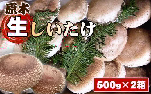 No.081 原木生しいたけ ／ シイタケ 椎茸 きのこ キノコ 茸 肉厚 歯ごたえ 香り 神奈川県