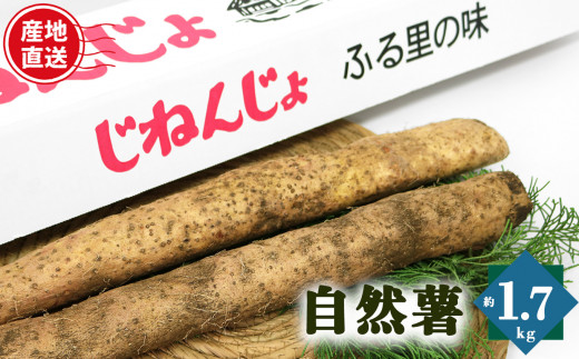 自然薯 カット状態 約1.7kg | とろろ 滋養強壮 健康食 御杖村 送料無料 期間限定 奈良県 御杖村 みつえむら