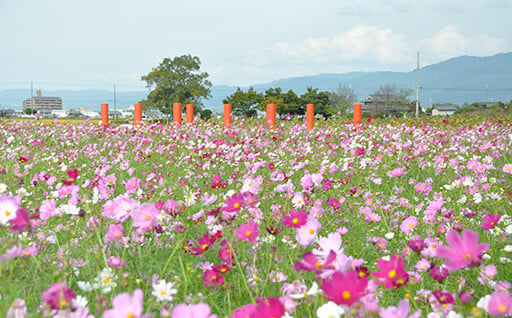 ３.【文化財・世界遺産推進】文化財の保存・活用や世界遺産登録への取組に係る事業