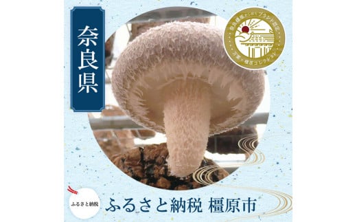 橿原市産 採れたての生しいたけ(菌床) 約700g箱(5~10枚程度)×2箱を発送します ※2025年11月上旬頃~2026年3月下旬頃に順次発送予定