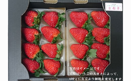 奈良県橿原市産のあまさが特徴のいちご「古都華(ことか)」(600g以上) ※2026年1月中旬頃より順次発送予定