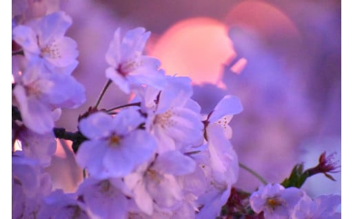 岡崎市の花「桜」を活かしたまちづくり