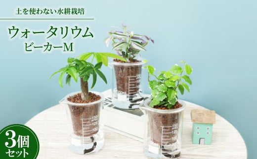 ウォータリウム　ビーカーM　ハイドロコーン植え3個セット＜オススメの観葉植物でお届け＞【1604658】