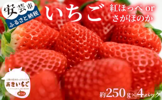 いちご 苺 イチゴ 紅ほっぺ さがほのか 高知県産 【先行予約】 いちご 紅ほっぺ さがほのか 約 1kg ( 約 250g × 4パック ) 【2025年12月~発送予定】 果物 フルーツ イチゴ 苺 小分け パック 期間限定 季節限定 数量限定 旬 高知県産 高知県安芸市 大粒 新鮮 海洋深層水 農家直送 贈答用 ギフト プレゼント 人気 通販 お取り寄せ 特産品 安芸市 高知県