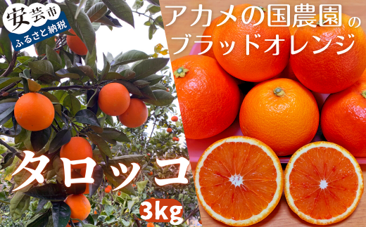 アカメの国農園特選ミカン 「タロッコ(ブラッドオレンジ)」 ブラッドオレンジ 3㎏ 25個前後 高知県 安芸市 長野さん 太平洋 山 斜面 標高300メートル イタリア原産 土佐 温暖 気候 地球温暖化 柑橘類 ポリフェノール アントシアニン 赤み 果実 酸味 高糖度 豊かな風味 旬 フルーツ ギフト 贈答用 安芸市 高知県