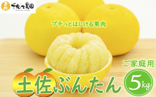 [ 先行予約受付 ][ R8年発送 ] 土佐文旦 5kg 訳あり 家庭用 ( スレ キズ あり ) フルーツ 果物 柑橘 期間限定 季節限定 旬 文旦 ぶんたん ブンタン 産地直送 お取り寄せ おいしい 千光士農園 高知県産 高知県安芸市