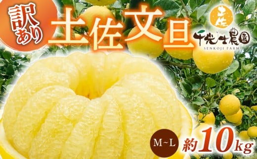 【 先行予約受付 】【 R8年発送 】 土佐文旦 M~L 約10kg 訳あり 果物 柑橘 高知県 特産品 文旦 ぶんたん ブンタン 爽やか 酸味 甘い 果汁 ジューシー プリプリ 食感 芳香 ご家庭用 ワケあり 不揃い 千光士農園 2月 3月 4月 発送 M~Lサイズ 26~32玉 詰め合わせ 贈答用 ギフト 南国 フルーツ 冬 春 季節 旬 特大 安芸市 高知県