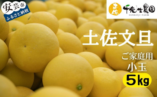 [ 先行予約受付 ][ R8年発送 ] 土佐文旦 小玉 5kg 訳あり 家庭用 ( スレ キズ あり ) フルーツ 果物 柑橘 期間限定 季節限定 旬 文旦 ぶんたん ブンタン 産地直送 お取り寄せ おいしい 千光士農園 高知県産 高知県安芸市