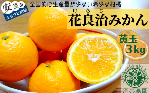 みかん 黄玉 3kg フルーツ 果物 季節限定 旬 柑橘 家庭用 自宅用 ギフト プレゼント 贈答 贈答用 花良治みかん けらじみかん オレンジ デザート スイーツ ゼリー ジャム ケーキ メリーガーデン 高知県産 【先行予約】【令和7年産】 独特 爽やかな香り 素朴な甘さ 希少 柑橘 薬味 料理 アレンジ 12月上旬 2月下旬 お届け 皮の香り 安芸市 高知県