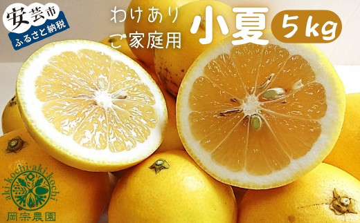 訳あり 小夏 5kg 家庭用 フルーツ 果物 みかん 期間限定 季節限定 旬 柑橘 自宅用 ご家庭用 訳アリ こなつ 日向夏 ニューサマーオレンジ オレンジ デザート スイーツ アレンジ ゼリー ジャム ケーキ メリーガーデン 高知県産 高知県安芸市