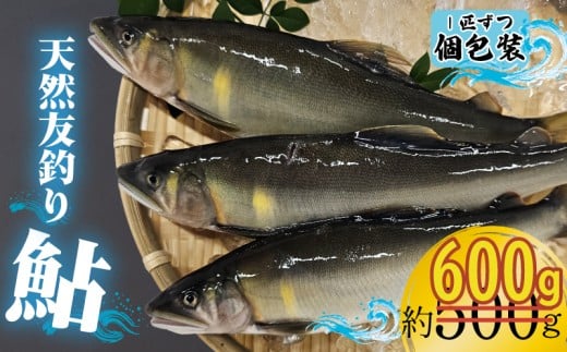 【期間限定】 鮎 約600g(約500g + 約 100g)