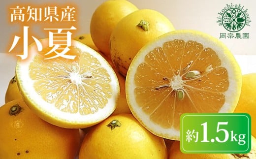 【先行予約】【令和8年産】 小夏 約 1.5kg フルーツ 果物 みかん 柑橘 旬 ギフト プレゼント 贈答用 こなつ 日向夏 ニューサマーオレンジ デザート スイーツ ジューシー 甘酸っぱい 甘皮 初夏 爽やか 高知特産 季節限定 家庭用 自宅用 お取り寄せ 特産品 国産 6~11玉 メリーガーデン 高知県産 安芸市 高知県