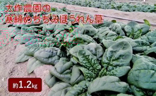<2025年12月上旬よりお届け>大作農園の寒締めちぢみほうれん草 約1.2kg SBTR001