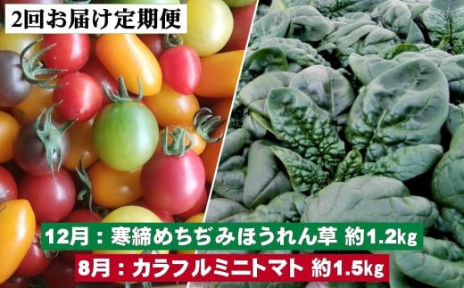 <2025年12月・2026年8月お届け>大作農園 寒締めちぢみほうれん草約1.2kg・カラフルミニトマト約1.5kg 2回お届け定期便 SBTR006