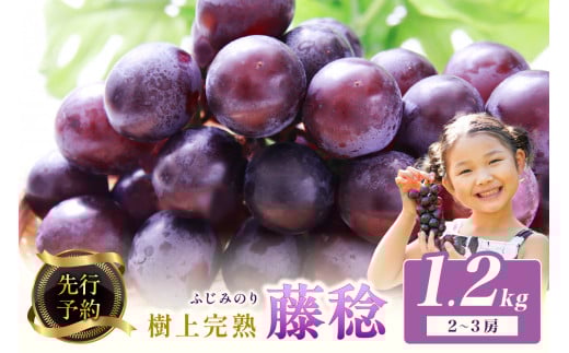 【先行予約】樹上完熟藤稔 1.2kg（2～3房入り）（2026年8月中旬～発送）　葡萄 ぶどう ブドウ 大粒 甘い フルーツ 果物 完熟 先行予約 期間限定　BF00013