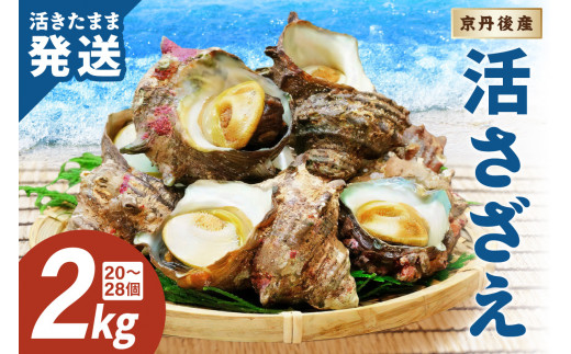 【日時指定可】最高鮮度の生きたまま発送!日本海荒波育ち 京丹後産さざえ2kg /北畿水産 日にち指定・活さざえ・活サザエ・つぼ焼き・刺身・着日指定 HK00271