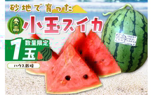 【先行予約/数量限定100】にしまるスイカ 秀品 1玉入り(ハウス栽培)(2026年6月中旬から発送) FR00008