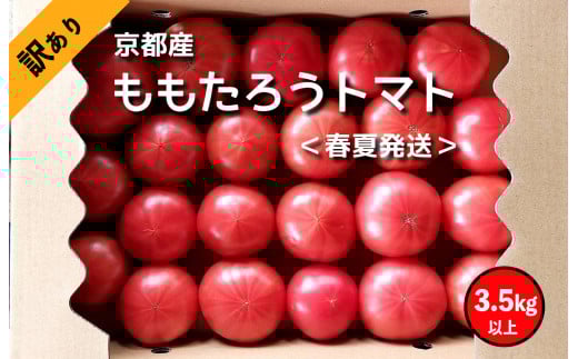 【先行予約】高糖度 ももたろうトマト(春夏発送) 訳あり 3.5キロ以上 不揃い わけあり ワケアリ 農家直送 とまと tomato NG00002
