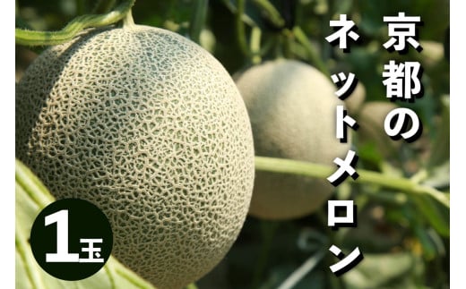 【先行予約/数量限定100】アールスメロン(ネットメロン) 1玉(2026年7月上旬~発送) NG00015