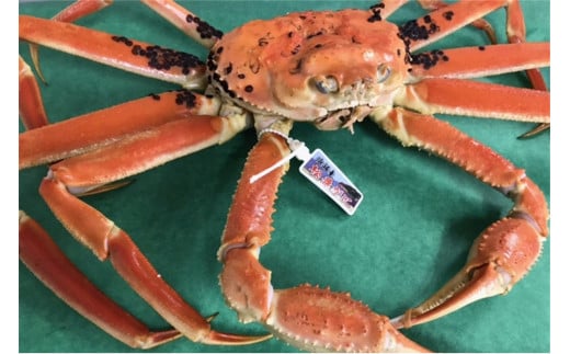 日本海冬の味覚！茹で松葉ガニ　1.2kg前後×1　SK00148