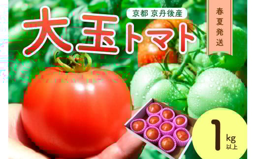【先行予約】京丹後産 大玉トマト 1kg以上 春夏発送(2026年5月中旬~発送) MY00013