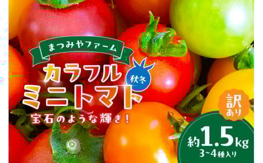 【先行予約】訳あり 宝石のような輝き!カラフルミニトマト 約1.5kg(秋冬)(2025年10月上旬~発送) MY00004