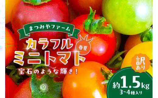 【先行予約】訳あり 宝石のような輝き!カラフルミニトマト 約1.5kg(春夏)(2026年5月下旬~発送) MY00012