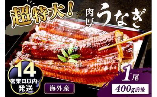 超特大!ふっくら肉厚!うなぎ蒲焼 1尾 400g前後 YK00402C