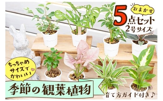 【植物をもっと身近に】京都・京丹後の専門店が厳選！観葉植物5点セット｜癒しと彩りのグリーン便　YE00003