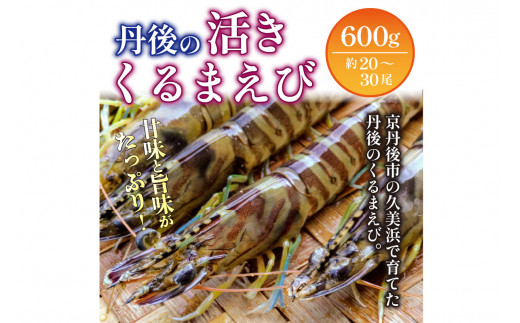 【11月~発送/日時指定可】旬の味覚!丹後の活きくるまえび 600g(20~30尾) 正規品 国産 車海老 車エビ クルマエビ 魚介類 甲殻類 海の幸 エビチリ エビフライ 焼きえび 焼きエビ 焼き海老 贈り物 お祝い いきたまま 活きたまま 活車えび 活車海老 BBQ 刺身 旬 生 MN00061