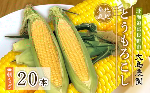 ＜先行予約＞朝もぎとうもろこし　20本　北海道富良野市『大島農園』【1261688】