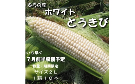 ＜数量・期間限定＞ふらの産　ホワイト　とうきび　10本　サイズ2L　【1470193】